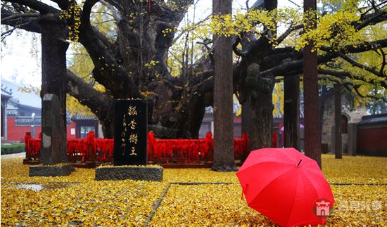 煙雨浮來，醉美銀杏 （大眾網(wǎng)記者 張希嘉 攝）