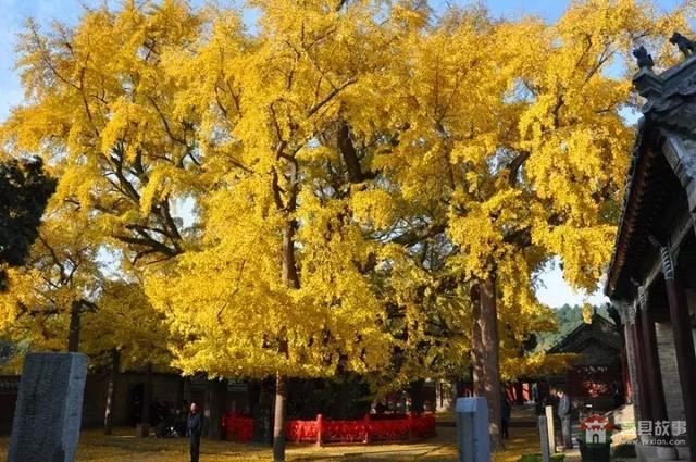 再過幾天，莒縣這個(gè)地方要火……先睹為快！