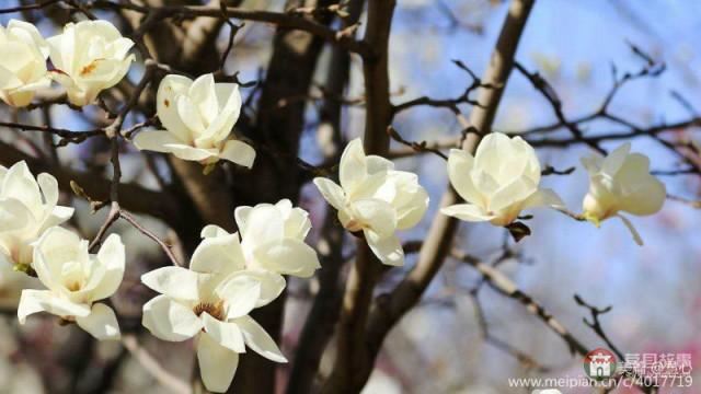 莒縣第三屆玉蘭花節(jié)暨桑園鎮(zhèn)鄉(xiāng)村旅游節(jié)開(kāi)幕