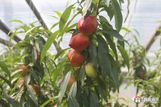 剛剛上市！莒縣這里好大一個(gè)“小油桃”，一年能賣3個(gè)億