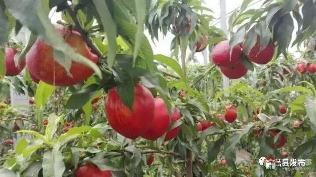 剛剛上市！莒縣這里好大一個(gè)“小油桃”，一年能賣3個(gè)億