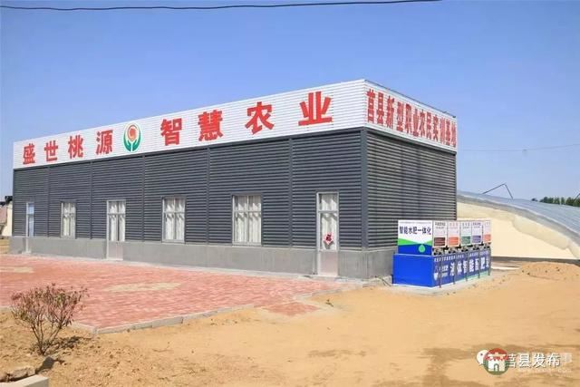 剛剛上市！莒縣這里好大一個(gè)“小油桃”，一年能賣3個(gè)億